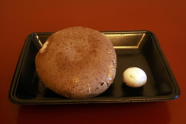 trasparenteの画像