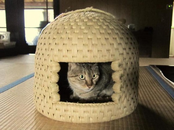 cathouseの画像